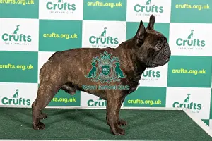 Official photos from Crufts 2023: Best of Breed FRENCH BULLDOG Crufts 2023