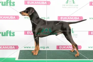 Best of Breed German Pinscher
