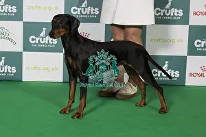 German Pinscher Prints: Best of Breed German Pinscher 2025