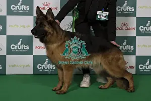 German Shepherd Dog Prints: Best of Breed German Shepherd Dog 2025