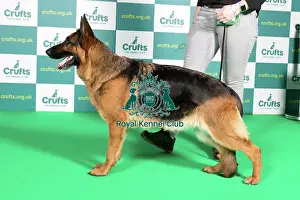 Standing Prints: Best of Breed GERMAN SHEPHERD DOG Crufts 2022
