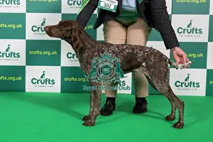 Official photos from Crufts 2023: Best of Breed German Shorthaired Pointer Crufts 2023