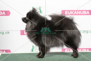 Best of Breed GERMAN SPITZ (KLEIN)