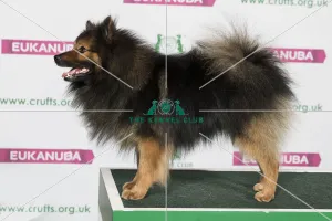 Best of Breed GERMAN SPITZ (MITTEL)