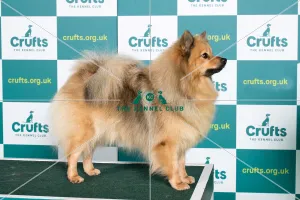 German spitz mittel price cheap