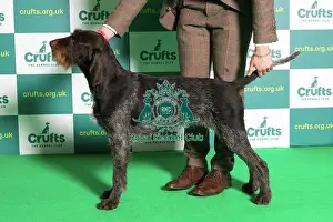 Best of Breed GERMAN WIREHAIRED POINTER Crufts 2022