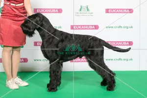 Best of Breed Giant Schnauzer