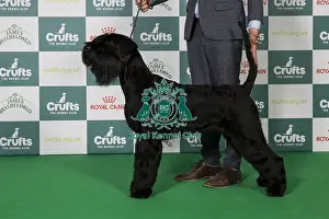 Giant Schnauzer Prints: Best of Breed Giant Schnauzer 2025