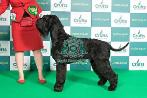 Best of Breed GIANT SCHNAUZER Crufts 2022