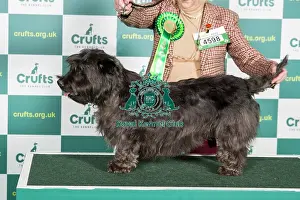 Best of Breed GLEN OF IMaL TERRIER Crufts 2022