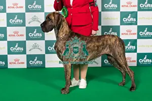 Best of Breed Great Dane 2025
