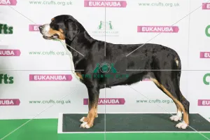 Best of Breed Great Swiss Mountain Dog