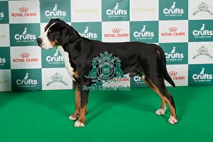 Best of Breed Great Swiss Mountain Dog 2025