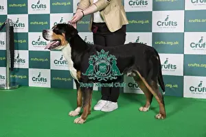 Best of Breed Great Swiss Mountain Dog Crufts 2022