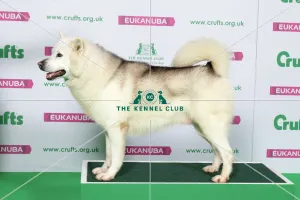 Best of Breed Greenland Dog