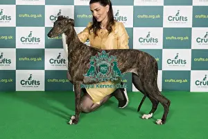 Best of Breed Greyhound Crufts 2022