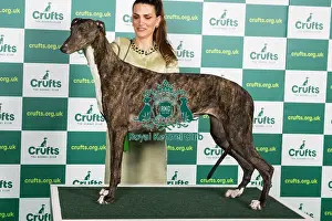 Best of Breed GREYHOUND Crufts 2023