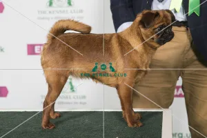 Best of Breed Griffon Bruxellois