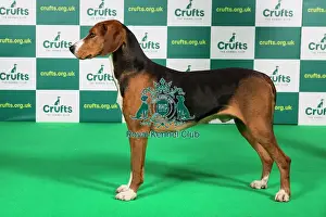 Best of Breed HAMILTONSTOVARE Crufts 2023