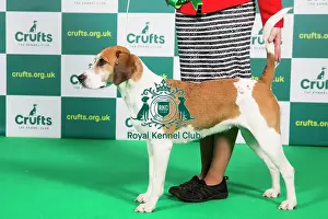 Best of Breed Harrier Crufts 2023