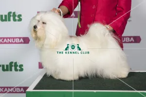 Best of Breed HAVANESE