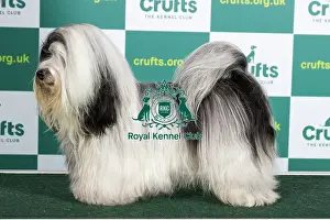 Best of Breed HAVANESE (NONCC) Crufts 2023