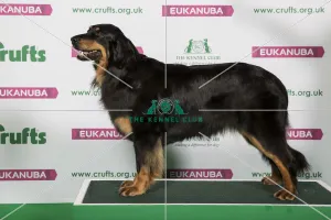 Best of Breed Hovawart