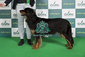 Best of Breed Hovawart Crufts 2022