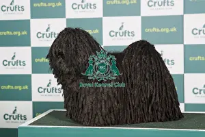 Best of Breed Hungarian Puli Crufts 2022