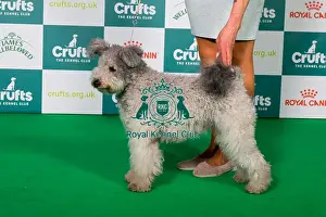 Best of Breed Hungarian Pumi 2025