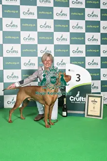 Best of Breed Hungarian Vizsla Crufts 2022