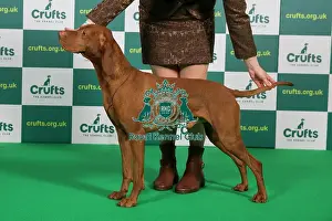 Best of Breed HUNGARIAN VIZSLA Crufts 2023