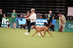Official photos from Crufts 2023: Best of Breed Hungarian Wirehaired Vizsla 2023