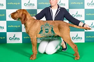Best of Breed Hungarian Wirehaired Vizsla Crufts 2022