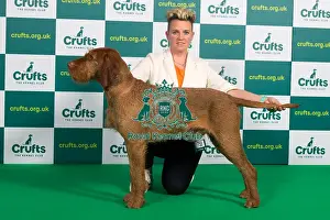 Best of Breed HUNGARIAN WIREHAIRED VIZSLA Crufts 2023