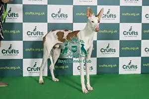 Best of Breed IBIZAN HOUND Crufts 2022
