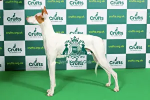 Best of Breed IBIZAN HOUND Crufts 2023