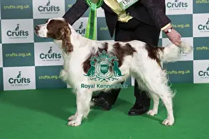 Vulnerable Breed Prints: Best of Breed IRISH RED & WHITE SETTER Crufts 2022