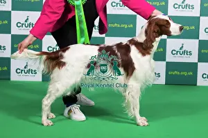 Best of Breed IRISH RED & WHITE SETTER Crufts 2023