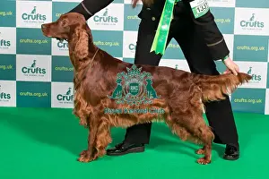 Best of Breed Irish Setter Crufts 2022