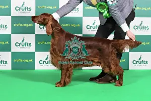 Best of Breed IRISH SETTER Crufts 2023