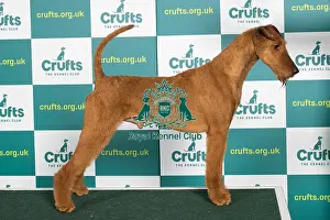 Best of Breed IRISH TERRIER Crufts 2022