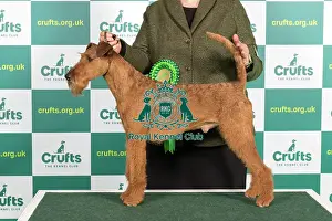 Best of Breed IRISH TERRIER Crufts 2023