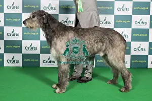 Official Photo Prints: Best of Breed IRISH WOLFHOUND Crufts 2022