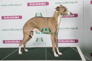 Best of Breed Italian Greyhound