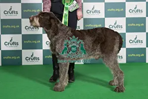 Best of Breed ITALIAN SPINONE Crufts 2022