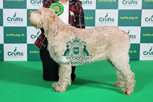 Official photos from Crufts 2023: Best of Breed ITALIAN SPINONE Crufts 2023