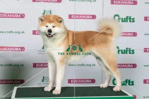 Best of Breed Japanese Akita Inu