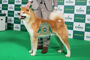 Best of Breed JAPANESE AKITA INU Crufts 2023