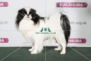 Young Kennel Club